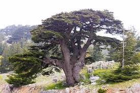 cedarLebanon.jpg