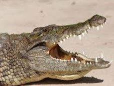 crocodile.JPG